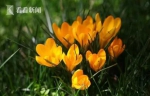 3月芳菲春来到 辰山植物园发布赏花指南 - 新浪上海