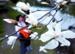上海植物园白玉兰正陆续开放。邵剑平　摄 - 新浪上海