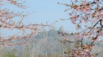 辰山植物园800米 “粉色樱花隧道”上拍客如潮 - Sh.Eastday.Com