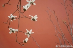 注意！上海被白玉兰、迎春花、樱花……包围啦 - Sh.Eastday.Com
