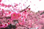 注意！上海被白玉兰、迎春花、樱花……包围啦 - Sh.Eastday.Com