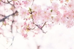 上海樱花节来了！十几场文化活动也将上演 - Sh.Eastday.Com