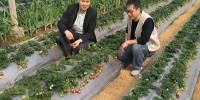 许文平与彭勇政在草莓田里 - 上海交通大学