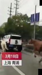 网传视频沪一驾驶员"开悍马马路遛马" 警方已介入 - Sh.Eastday.Com