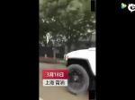 网传视频上海一驾驶员“开悍马马路遛马”，警方已介入调查：马路上到底能不能跑马？ - 新浪上海
