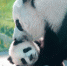 “胖达”在这里 上海又添两只熊猫宝宝[组图] - Sh.Eastday.Com