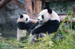 “胖达”在这里 上海又添两只熊猫宝宝[组图] - Sh.Eastday.Com
