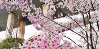 “新生”不久的樱花大道成为沪上又一赏樱胜地。(徐汇康健街道供图) - 新浪上海