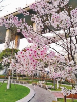 “新生”不久的樱花大道成为沪上又一赏樱胜地。(徐汇康健街道供图) - 新浪上海