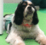 你愿意陪它到终点吗？上海首次公开招募退役检疫犬领养者 - Sh.Eastday.Com