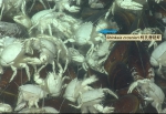 南海遥控无人深潜航次专题报道：南海北部冷泉区生物群落深度探测 - 同济大学