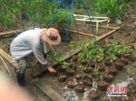 这植物能怀孕？探访中国首个红树林湿地自然保护区 - News.Online.Sh.Cn