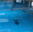 五星级酒店泳池多位无资质私教开课 经营方:无法管理 - 新浪上海