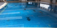 五星级酒店泳池多位无资质私教开课 经营方:无法管理 - 新浪上海