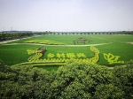 图片说明：上海市农科院基地里的彩色稻图案 市农科院供图 - 新浪上海