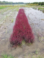 图片说明：市农科院试种成功的红色水稻 朱影影 摄 - 新浪上海