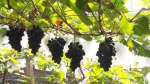 晚熟马陆葡萄上市新品种亮相 上市期将延续至初冬 - 新浪上海