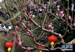 上海植物园中梅花竞相绽放 吸引游人前来观赏 - 新浪上海