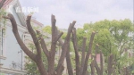青浦区豪都国际花园小区大树遭物业砍头 工程不合规 - 新浪上海