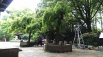 古猗园近500岁的“老寿星”——龙爪槐，古树名木编号为“1396” - 新浪上海