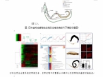 复旦大学科研团队发现调控日本血吸虫生殖发育机理的重要基因 - 复旦大学