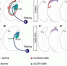 脑科学研究院科研团队用无皮层鼠发现视觉环路发育的新机制 - 复旦大学