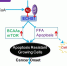 复旦大学与北京协和医学院合作研究
揭示富营养促肿瘤机制 - 复旦大学