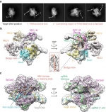 生命科学学院黄强课题组与卢大儒课题组发表
基因编辑系统CRISPR-Cas9研究新成果 - 复旦大学