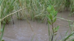 【忆钟扬·学钟扬】澎湃新闻：
探访植物学家钟扬生前所种红树林：部分已衍三代可抗寒冬 - 复旦大学