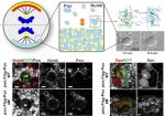 复旦大学生物医学研究院温文玉课题组
揭示蛋白相变调控细胞命运决定因子定位的分子机制 - 复旦大学